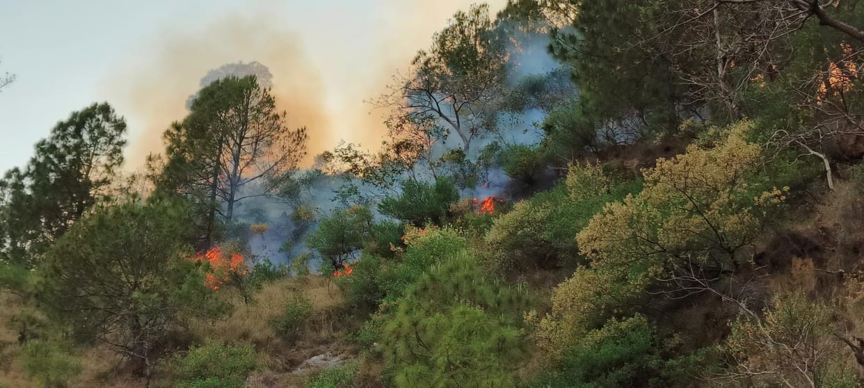Fire in Forest