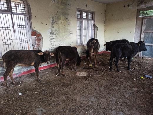 Police Free the Cattles