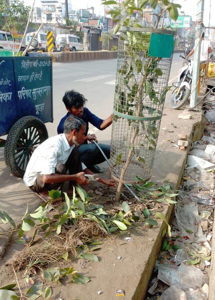 Greenery will soon be seen on the city streets