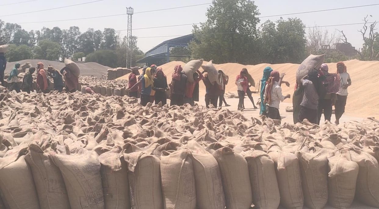 Officials should expedite the lifting of wheat and mustard in the mandis