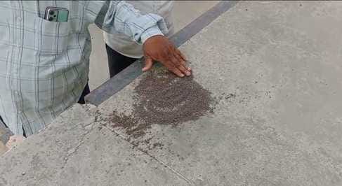 Storage of mustard stopped in warehouse, samples sent for testing