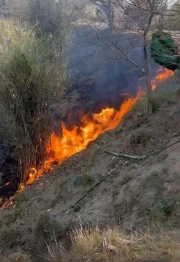 Huge fire in government forest and farms, wheat crop on three kanal land turned to ashes