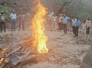 बाघिन का किया गया अंतिम संस्कार