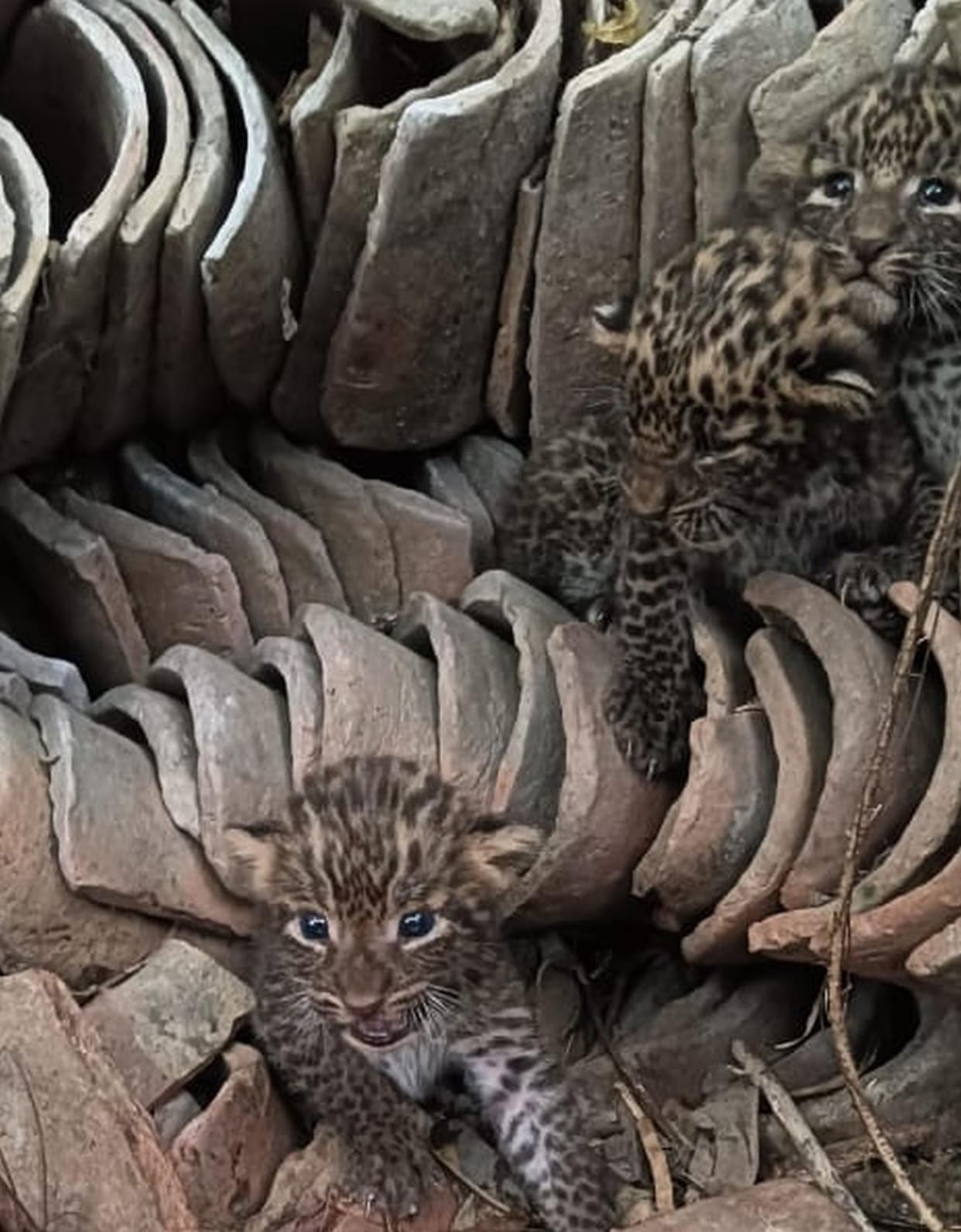 Three leopard cubs found in a thatched house, crowd gathered