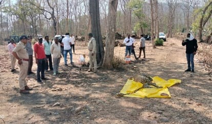 रेलवे लाइन पुलिया के नीचे मिला तेंदुए का शव