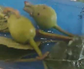 The threat of fruit borer increases on apple orchards in Rohru