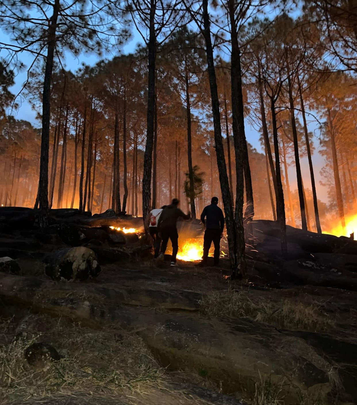 The forests of Bangapani area have been burning for a week