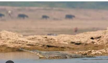A crocodile found dead in Son Gharial Sanctuary in Sidhi