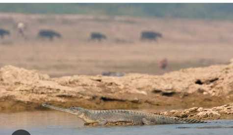 A crocodile found dead in Son Gharial Sanctuary in Sidhi
