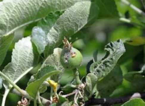 Black aphid pest spreading rapidly from apple to orchards