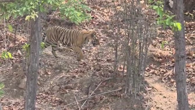 Tigress attacks in Bandhavgarh Tiger Reserve forest worker injured