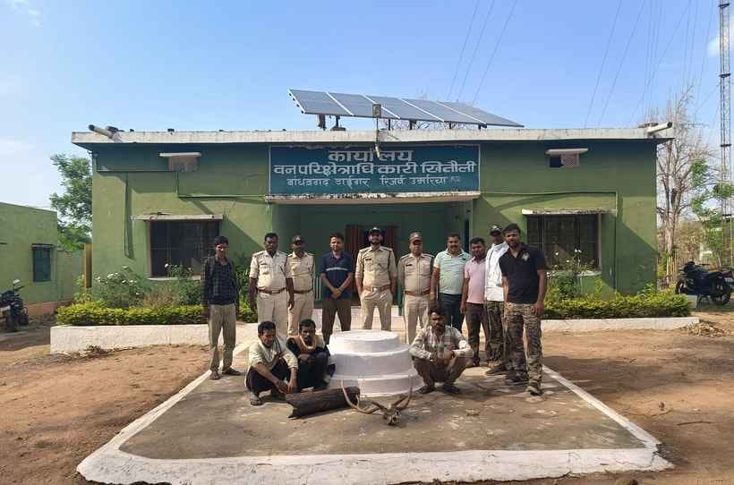 Hunters who hunted chital in Bandhavgarh Tiger Reserve arrested, three accused still absconding