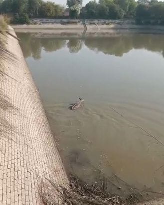 Nilgai fell in water tank
