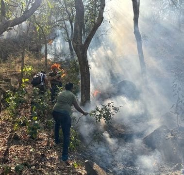 Fire blazes again in Harinagar forest, search for accused continues, will be sentenced to two years