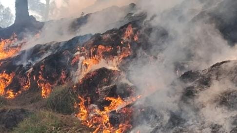पोठा के जंगलों में भीषण आग।