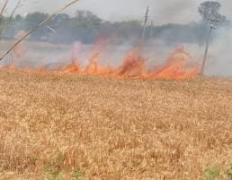 wheat fire