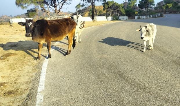 Stray cattle increased the problems of farmers