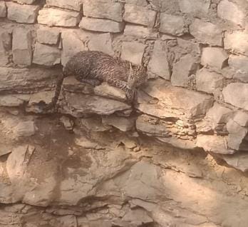 The leopard came in search of water and fell into the well