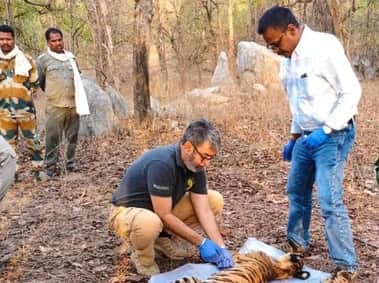 बाघ की जांच करते अधिकारी