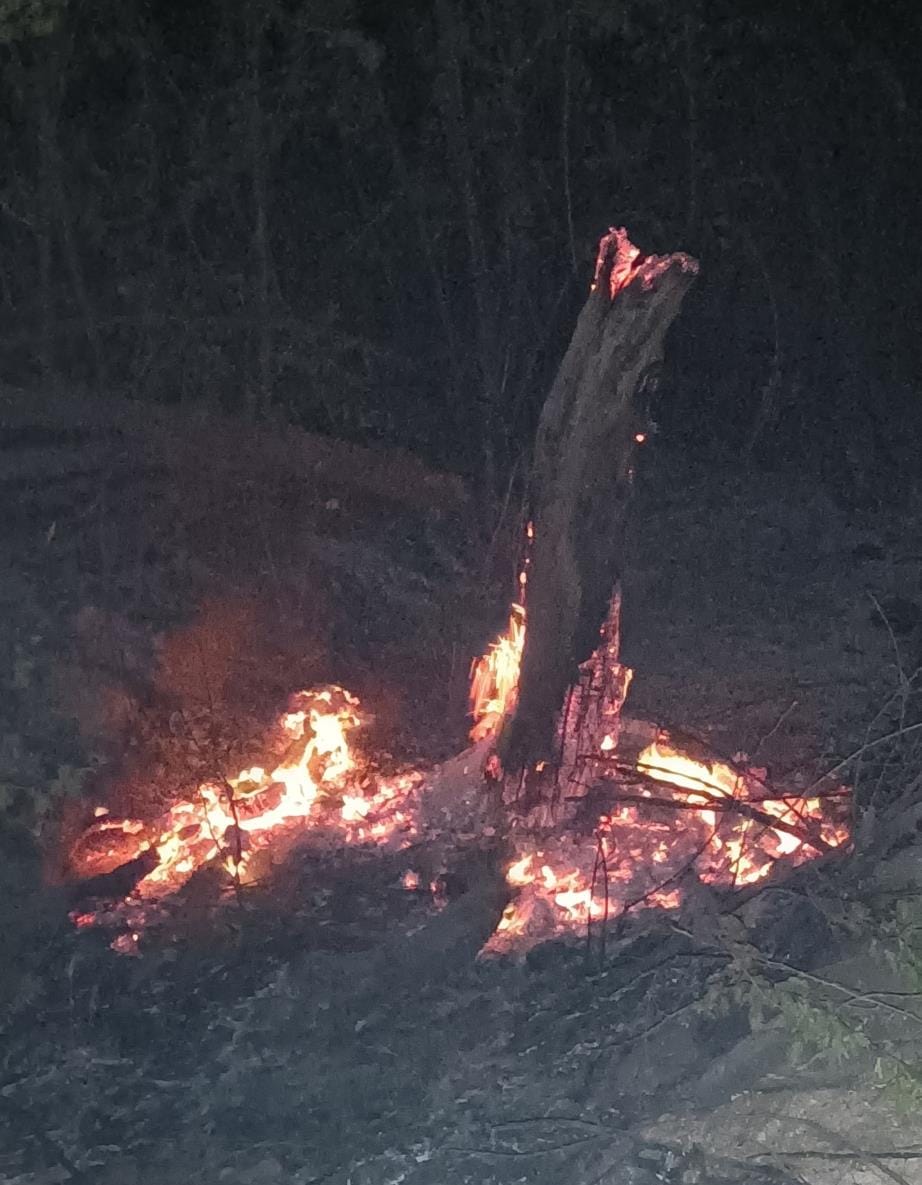 The greenery is burning, no leaves or branches are left on the roadside