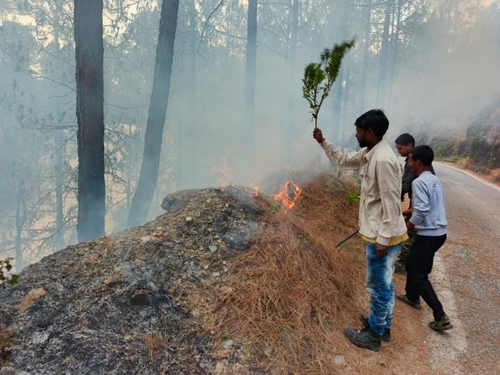 33 hectares of forest damaged in 38 incidents of fire