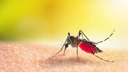 Sehore news: There was a stir in the malaria unit after four dengue patients were found in the district