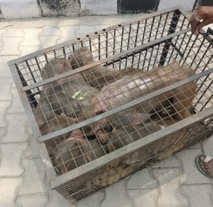 Relief: Work of catching monkeys started, 15 caught on the first day