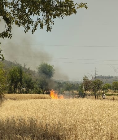 Crop standing on six kanals in Barla of Jasoor turned to ashes