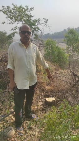The scoundrels cut down a green sandalwood tree from the field and took it away