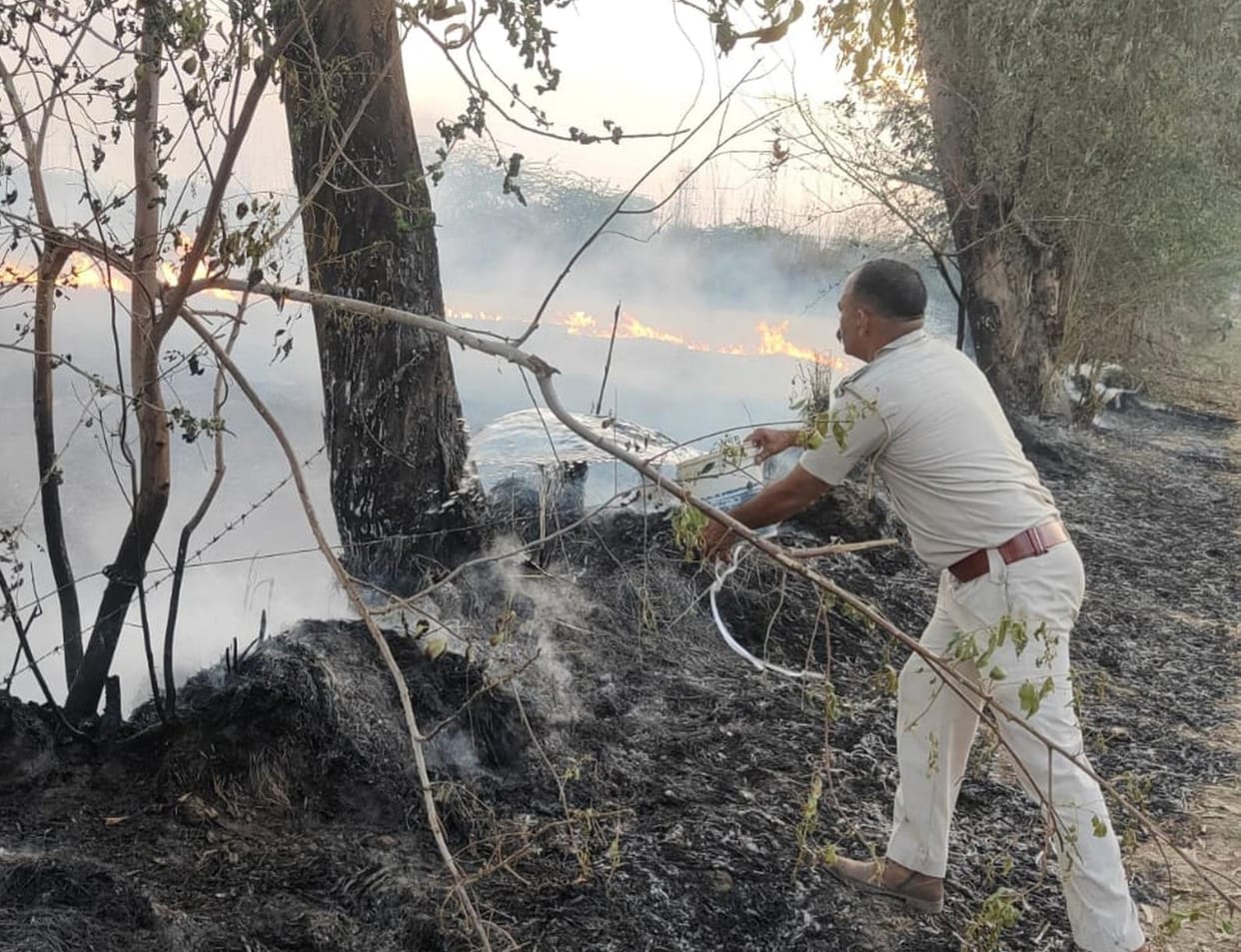 Six thousand trees and plants were sacrificed to the fire