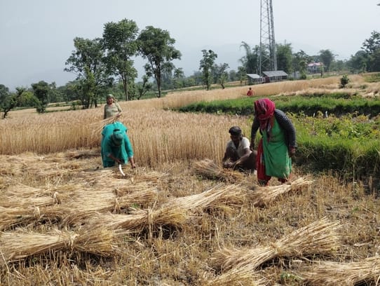 After the weather department's warning, wheat harvesting is in full swing in Palampur