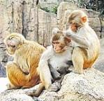 Monkeys attacked and injured a teacher going to school
