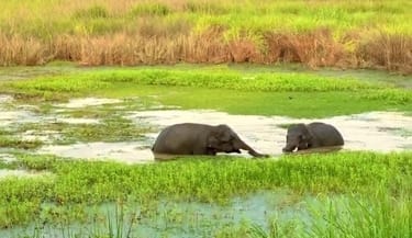 Wild elephants enjoying water sports in Dudhwa's reservoirs