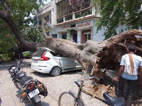 A 100-year-old tree fell due to wind, two vehicles were damaged