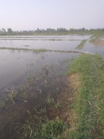 50 bighas of land submerged due to canal breach