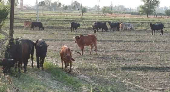 Bring cattle and get a reward of Rs 5000