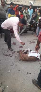Dogs scratched and injured the chital