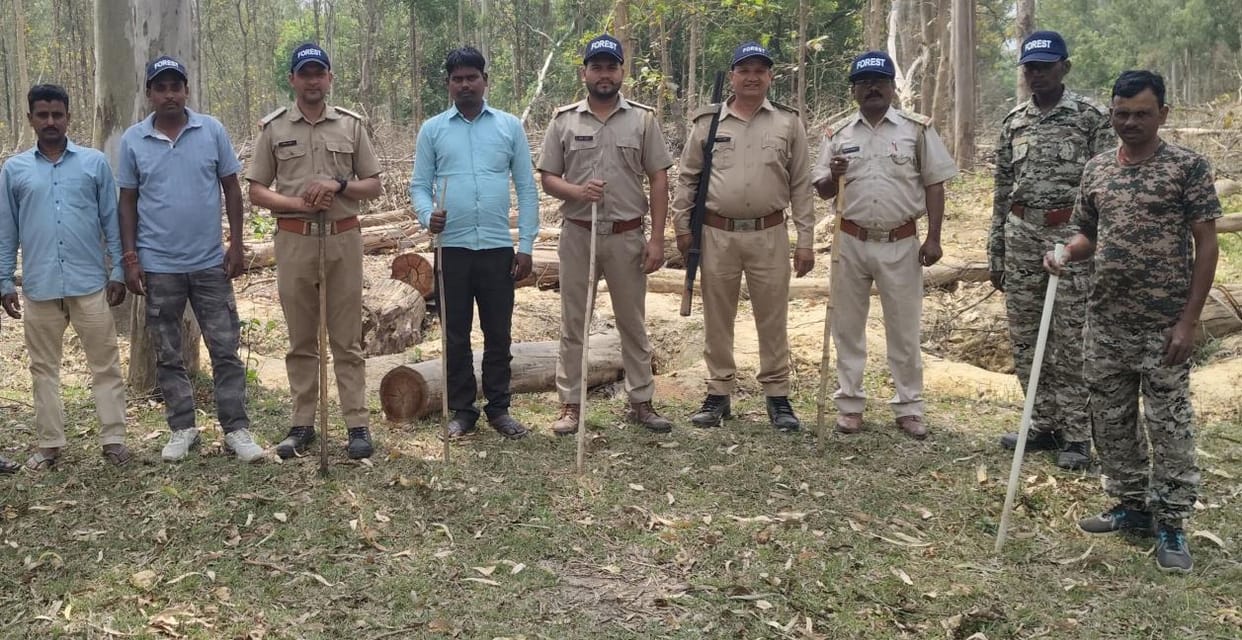 Forest workers patrolled to prevent illegal felling