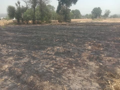 20 Kanal wheat crop burnt to ashes in Takarla, loss worth lakhs