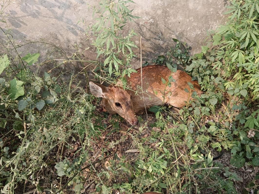 The deer was injured by dogs scratching it
