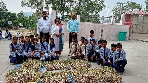 Dangar School removed 70 kg garlic from the kitchen garden