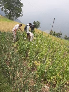Opium cultivation caught in Bhangi Dug, case registered