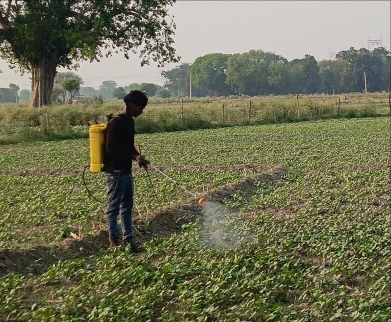 Due to easterly winds, urad and moong are getting infected with slugs, farmers are worried
