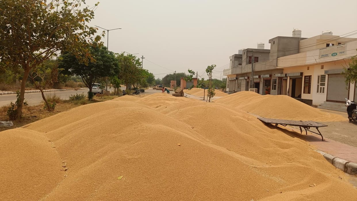 Now wheat will be purchased in the district till 15th