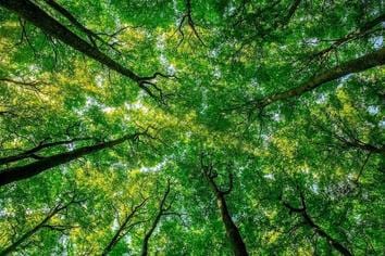 Centre asks states to conduct month-long awareness drive on forest rights from June 1 News In Hindi