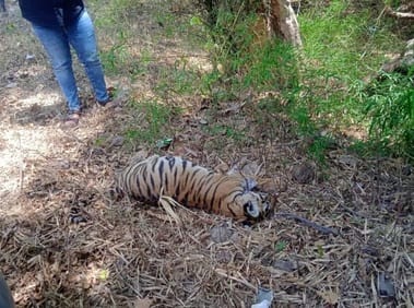 Sehore news: Suspicious death of one year old tiger cub in Budhni