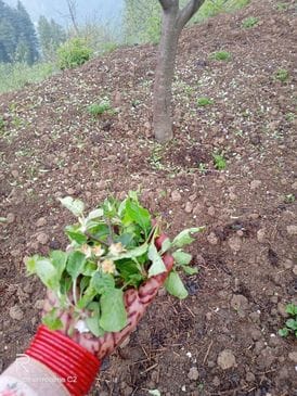 15/20 Hailstorm wreaked havoc in Jaghori and Phancha Panchayat of Valley