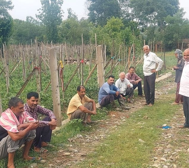Hailstorm destroyed tomato plants, hopes of bumper crop dashed
