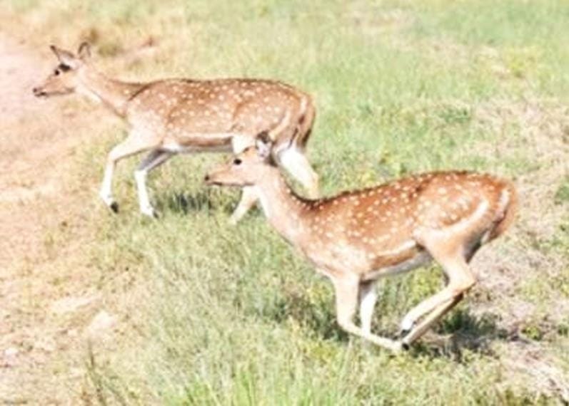 Two cheetals seen in residential area