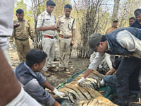 Bandhavgarh Tiger Reserve: Rescue team caged the injured tigress